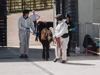 Charity hosts equine training on moor ponies 