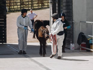 Charity hosts equine training on moor ponies 