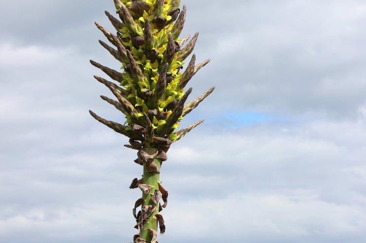 The Puya Chilensis in flower in Derek Bryant's Dawlish garden 