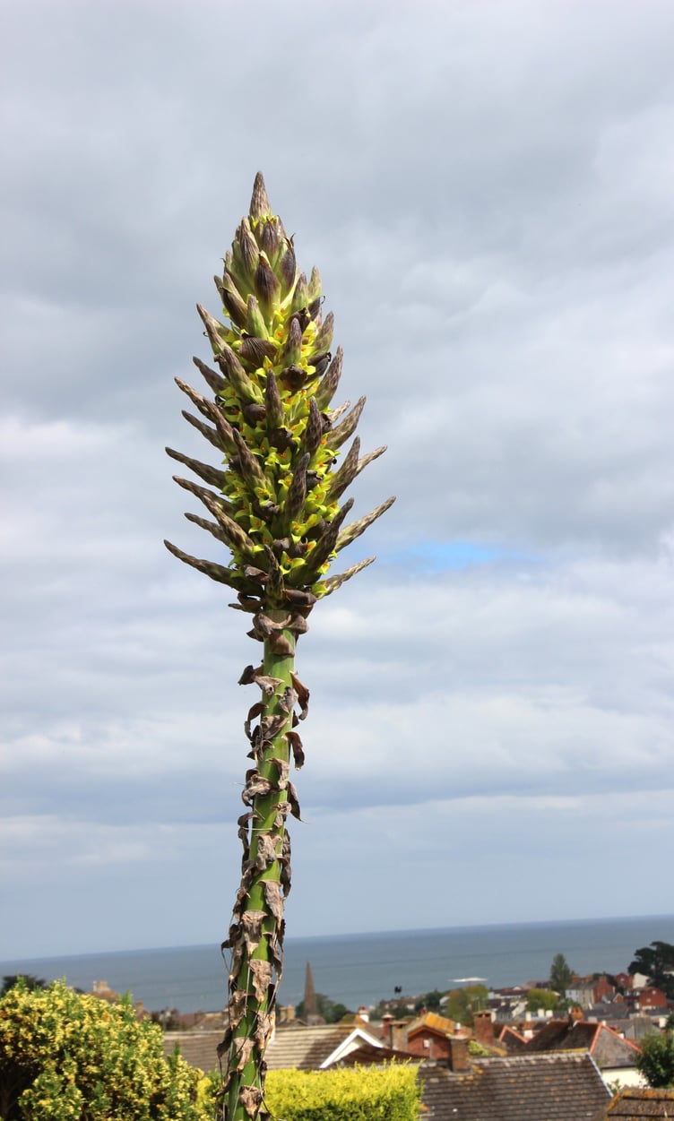 The Puya Chilensis in flower in Derek Bryant's Dawlish garden