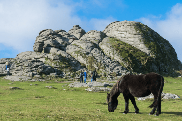 Dartmoor ponies stock image