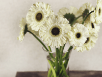 Don't miss garden club's summer show