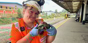 Tortoise on the tracks