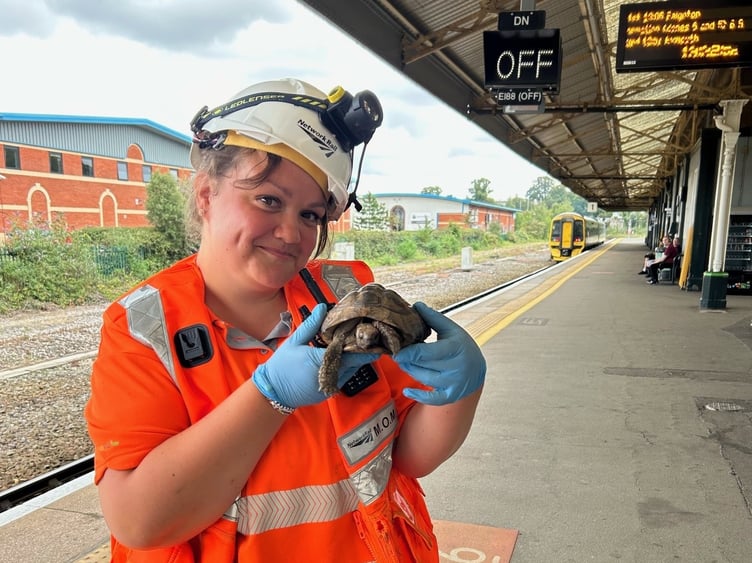 THE tortoise arriving at Platform 1 - is the very slow non-stop stop service from Teignmouth.
Sharp-eyed Network Rail superhero Steph sprang into action after she spotted the chelonian attempting a chuff-chuff impersonation on the tracks between Teignmouth and Newton Abbot
The roving reptile is now on the right side of the tracks at Newton Abbot Railway Station and  being looked after by GWR Customer Host Kevin
