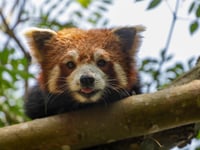 World-first study to revolutionise care of endangered species