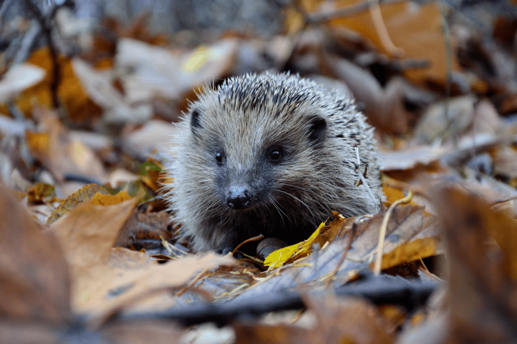 Hedgehog stock image