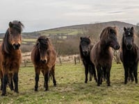 Call to save moor ponies from extinction