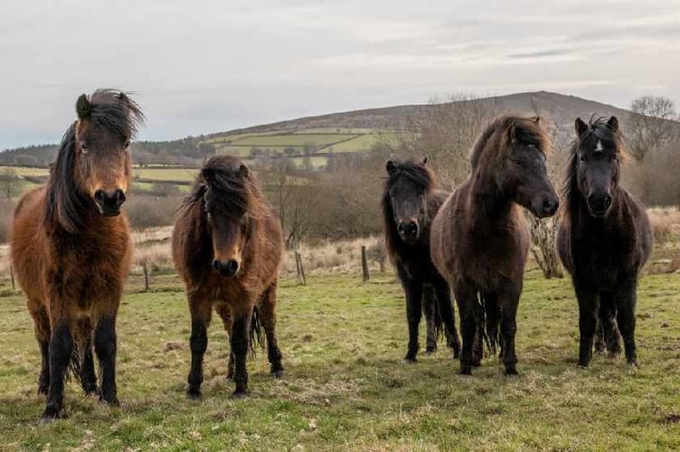 Ponies on Dartmoor. Image Dartmoor Pony Heritage Trust