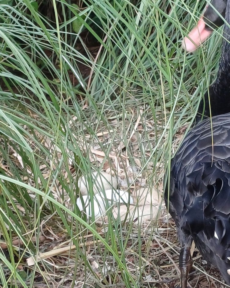 Black Swan nest in Dawish. Photo Dawlish Waterfowl Wardens