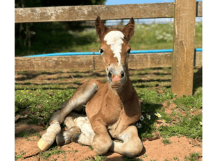 Birth of pony charity's newest foal caught on video 