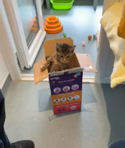 Baloo in the box 