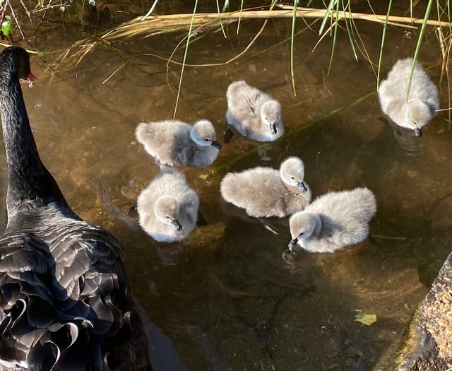 WATCH: six new cygnets on the water in Dawlish 