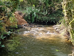 Fish barriers removed marking World Rivers Day 