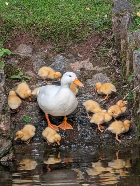 Ducklings lost to bad weather or predators in Dawlish. Photo Dawlish Waterfowl Wardens