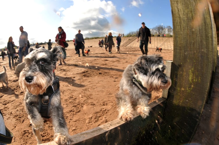 MDA131019A_SP003  Photo: Steve Pope
2019 Schnauzerfest at Dawlish Warren fundraising walk comes to Dawlish Warren.