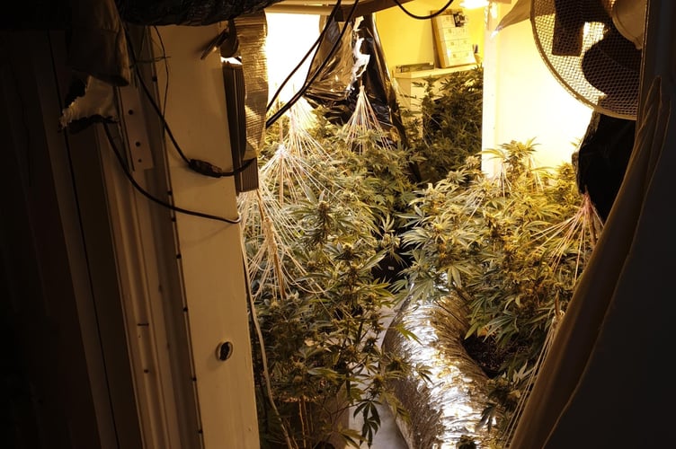 Cannabis plants found by police in Dawlish. Photo Teignmouth and Dawlish neighbourhood police 
