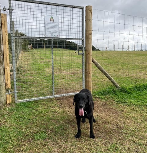 Dawlish Countryside Park dog compound. 