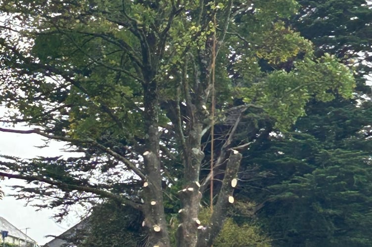 The sycamore tree at Dolbere. Photo Ashburton Town Council 