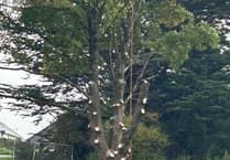 Mystery of Ashburton sycamore tree felling