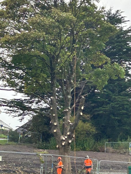 The sycamore tree at Dolbere. Photo Ashburton Town Council 