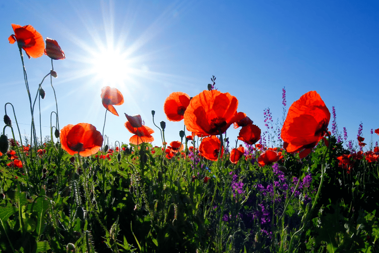 Poppy stock image