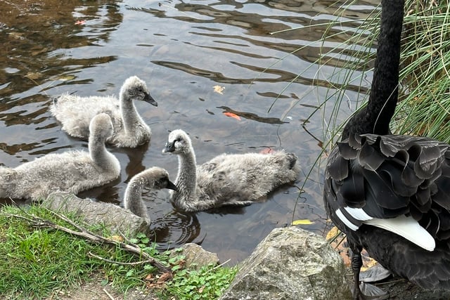 Second Black Swan cygnet dies