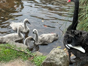 Second Black Swan cygnet dies