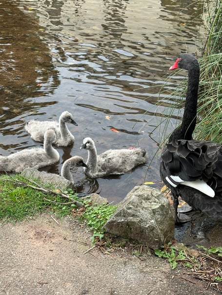 Mother Black Swan Kimba with the remaining cygnets. Photo Dawlish Waterfowl Warden