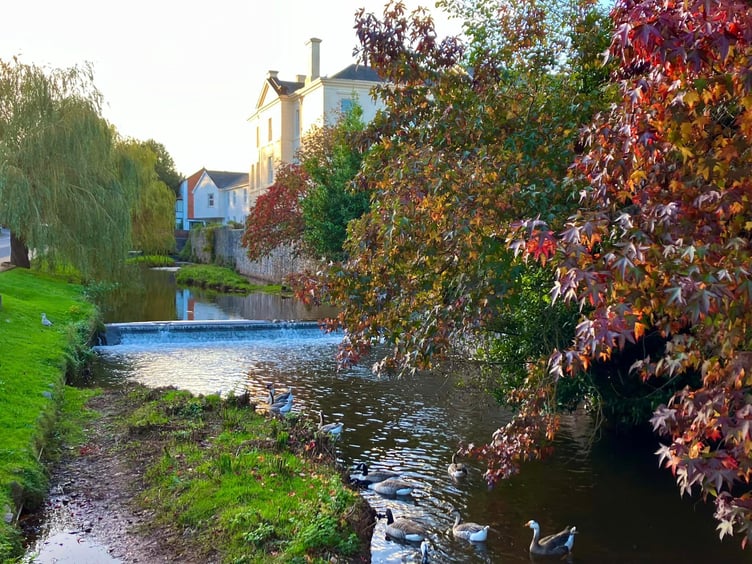 Dawlish Brook. Photo Friends of the Brook.