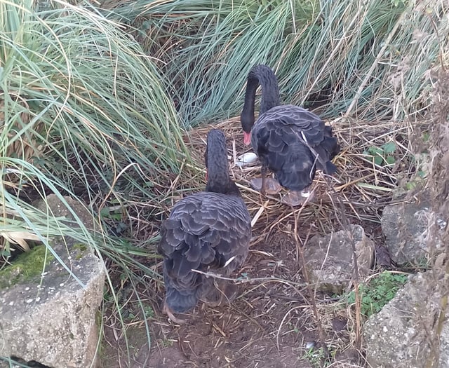 Famous Dawlish Black Swans laying again