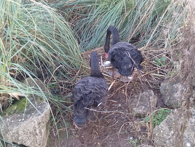 Black Swans laying another egg. Photo Noreen Goodchild