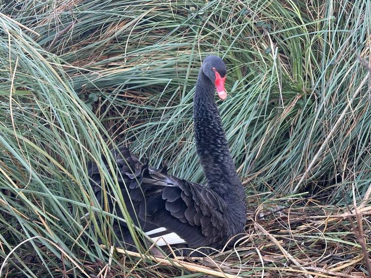 Black Swan female Kimba on the nest. Photo Dawlish Waterfowl Wardens