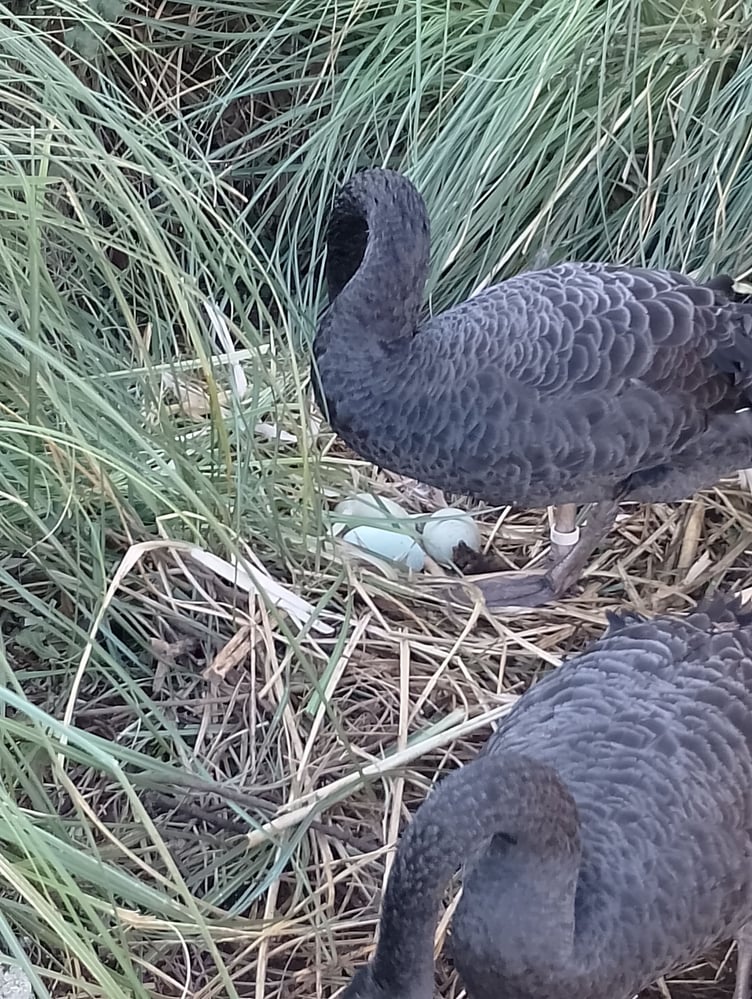 Dawlish swans are laying again. Photo Noreen Goodchild