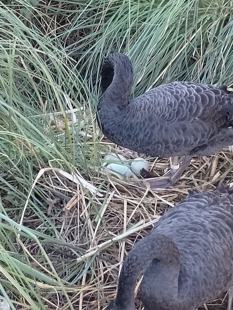 Dawlish swans are laying again. Photo Noreen Goodchild