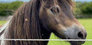 Funding secured to help save Dartmoor’s iconic ponies
