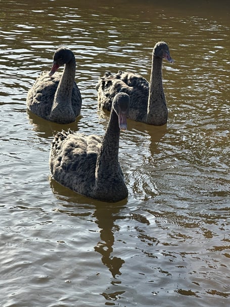 Black swan cygnets being kept in the waterfowl centre. Photo Dawlish Waterfowl Wardens.
