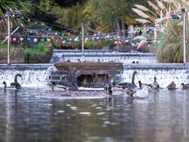 The Brook in Dawlish with its lighting which was swept away during storms in 2023. Photo Dawlish Town Council