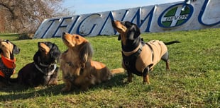 Teignmouth gathering of Devon Dachshunds 