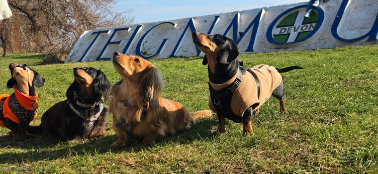 Devon Dachshunds in Teignmouth. Photo Jon Davies