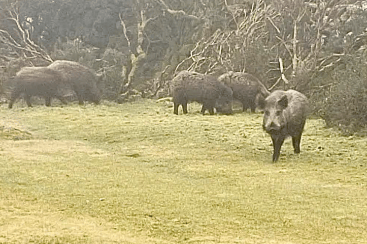 A group of six boar were recently spotted roaming on Dartmoor
