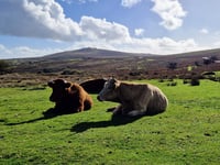 Dartmoor National Park funding cut by 8.2%