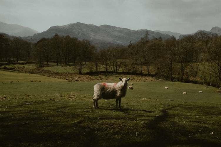 Sheep are most severely affected by Bluetongue, though affects all ruminants