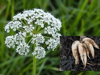 Dog owners warned of hemlock danger