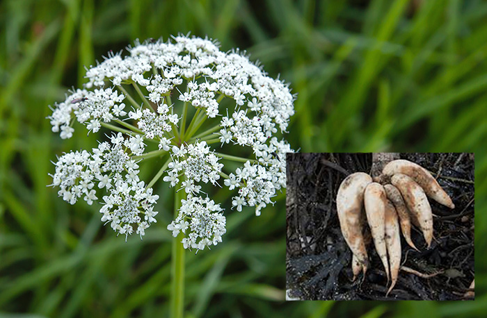 Hemlock plant and root. Photo Teignbridge Council