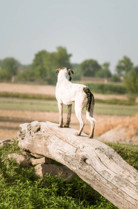 Defra is urging dog walkers to keep dogs on leads around sheep to reduce attacks