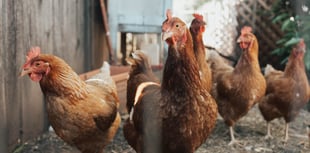 £20,000 raised in 24 hours for farm as hens culled 
