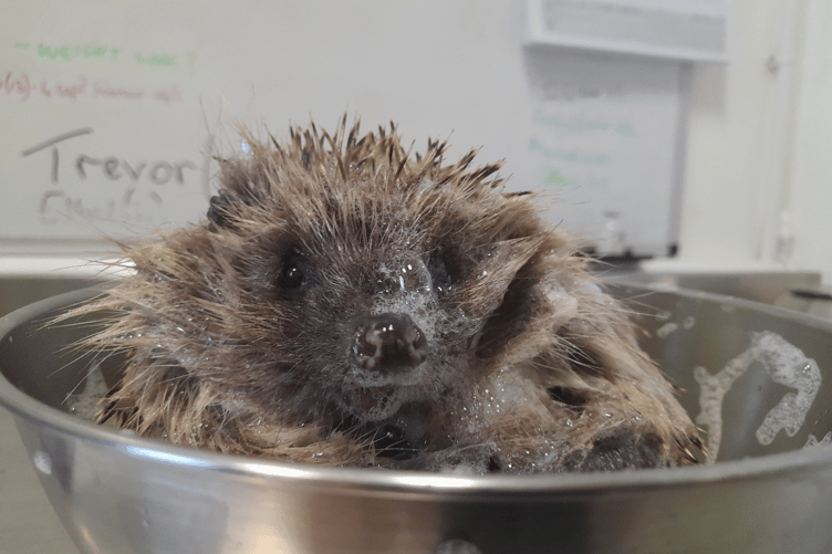 Willis marches to the beat of his own drum!