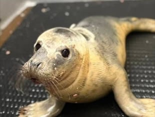 Rescued seal pup doing well