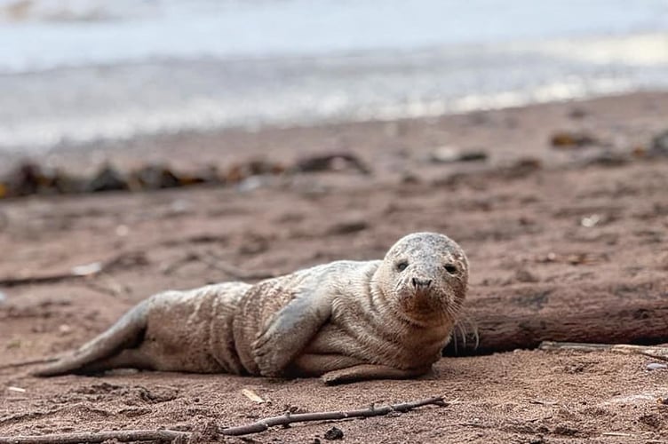 The seal at Coryton Beach. Photo Pilchard Cottage 