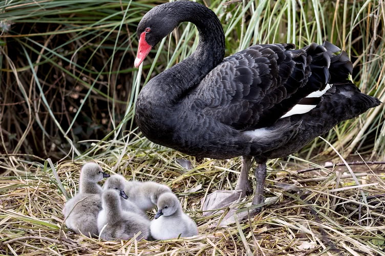 Photographer Mark Passmore captured delightful images of a swan and its young in Devon on Wednesday (26 Feb). He says: "I managed to take cute images of the latest brood of cygnets from Dawlishâs famous black swans make their first appearance on the Brook." The Dawlish black swans are an iconic feature of the coastal town, having been a part of the community for over 100 years.